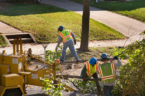 Best Large Tree Removal  in Camp Wood, TX